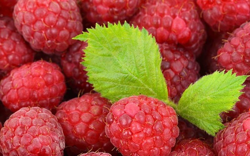 Uncovering Side Effects to Raspberry Ketones